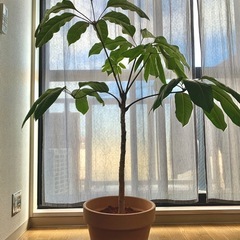 【極美品】観葉植物 120cm イタリア素焼き鉢