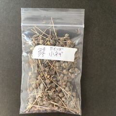 無農薬 小ネギの種 野菜の種 半永久的に収穫可能