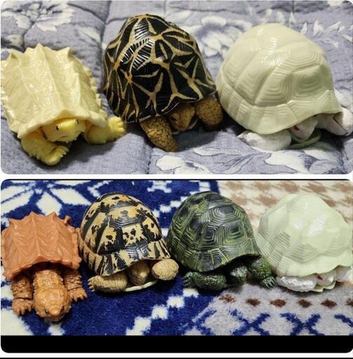 ガシャポン いきもの大図鑑　ワニガメ