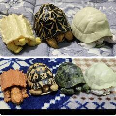 ガシャポン いきもの大図鑑　ワニガメ