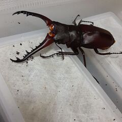 ギラファつがい