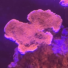 ウスコモンサンゴ 大きめ①の画像