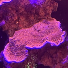 ウスコモンサンゴ 大きめ②の画像