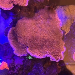 ウスコモンサンゴ 大きめ②