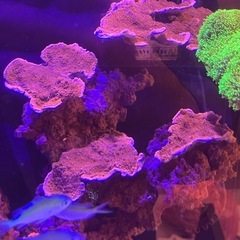 ウスコモンサンゴ 大きめ②の画像