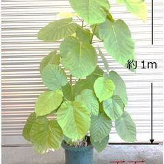 山口県の観葉植物の中古が安い!激安で譲ります・無料であげます 山口県の観葉植物の中古が安い!激安で譲ります・無料であげます