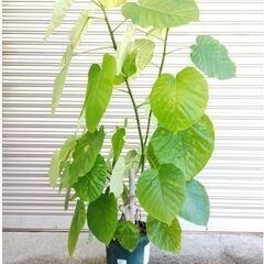 観葉植物 ウンベラータの画像