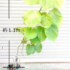 山口県の観葉植物の中古が安い!激安で譲ります・無料であげます 山口県の観葉植物の中古が安い!激安で譲ります・無料であげます