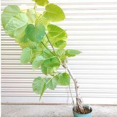 観葉植物 ウンベラータの画像