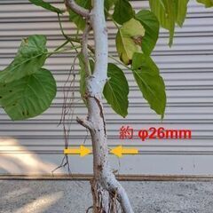 観葉植物 ウンベラータの画像