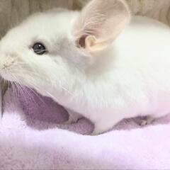 ✨チンチラ　ホワイト♀✨
