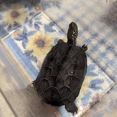 クサガメ女の子里親募集
