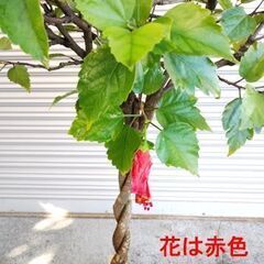 ハイビスカス(赤）の画像