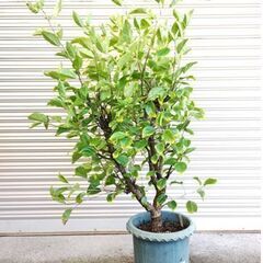 ハイビスカス(黄）の画像