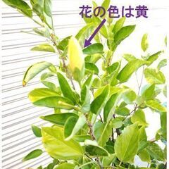 ハイビスカス(黄）の画像