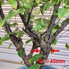 ハイビスカス(黄）の画像
