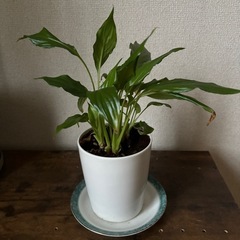 観葉植物2種(モンステラ、エバーフレッシュ
)