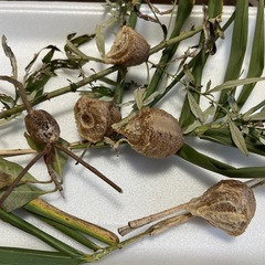 カマキリの卵　数個でも可能です