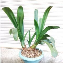 クンシランの画像