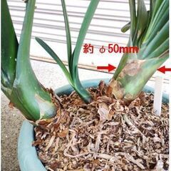 クンシランの画像