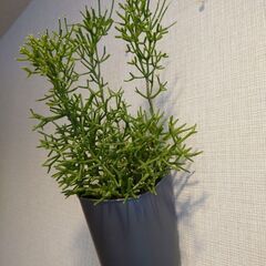 リプサリス 「ハティオラ バンブソイデス」鉢植え 壁掛けの画像