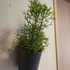 リプサリス 「ハティオラ バンブソイデス」鉢植え 壁掛けの画像