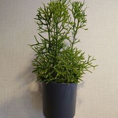 リプサリス 「ハティオラ バンブソイデス」鉢植え 壁掛けの画像