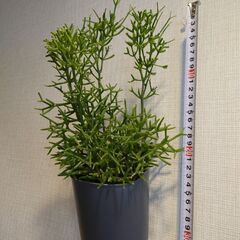 リプサリス 「ハティオラ バンブソイデス」鉢植え 壁掛けの画像