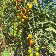 農業、不動産管理、《猫ちゃんも19匹飼ってます(^^)》の画像