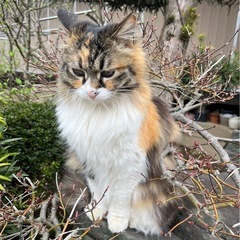 農業、不動産管理、《猫ちゃんも19匹飼ってます(^^)》の画像