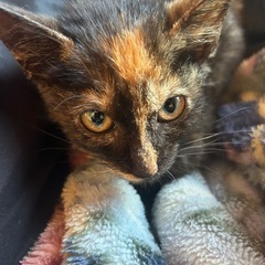 仔猫の里親さん募集