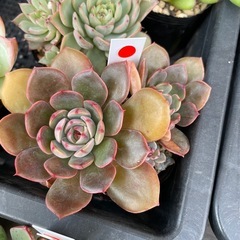 自宅販売 多肉植物