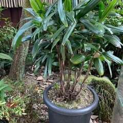 【取引中】カンノンチク　観音竹　鉢植え　ガーデニング　常緑樹