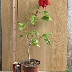 植物　ハイビスカス(仏桑花）鉢植え