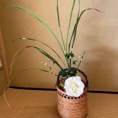 茶道教室　表千家の画像