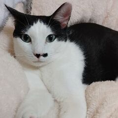 甘えん坊お話大好き猫ちゃん✨