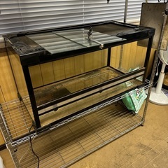 爬虫類　ゲージ　大型