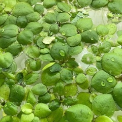 水草、レッドラムズホーン