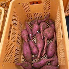 さつまいも紅はるか　1キロ400円〜