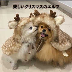 新品未使用　ペット服　トナカイ