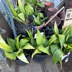 葉蘭　ハラン　無料で差し上げます