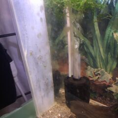 ヒメツメガエル、中国ミニゼブラローチ、ピグミー、グリーンネオン　水槽とセットでの画像