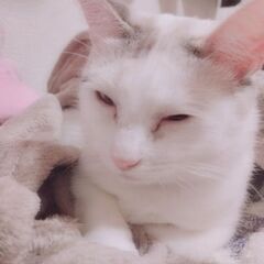 シャムと三毛の雑種です