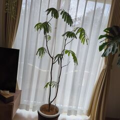エバーフレッシュ、形キレイ！