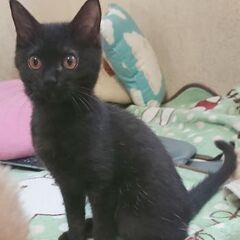 黒（ややブラックスモーク）メスしなやか体型
