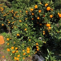 みかん収穫手伝って頂けませんか。