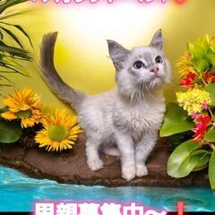 里親募集中！生後4ヶ月ラグドール♀(⋈◍＞◡＜◍)。✧♡