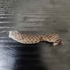 シマヘビの脱皮の皮🐍