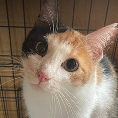 抱っこ大好き　甘えん坊で美しい三毛猫女子😻12/14,15譲渡会...