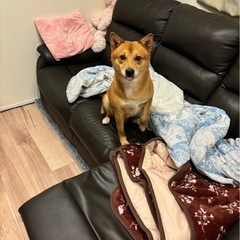 柴犬の男の子【マロ】